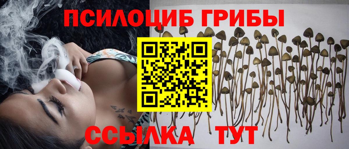Псилоцибиновые грибы Psilocybine cubensis Заречный